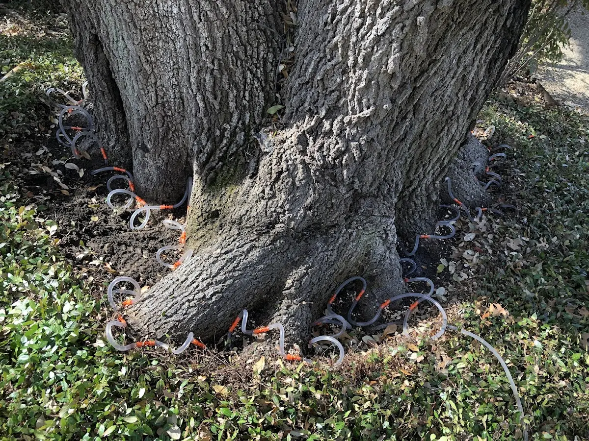 Detailed Tree Cabling and Bracing job site in Calpella