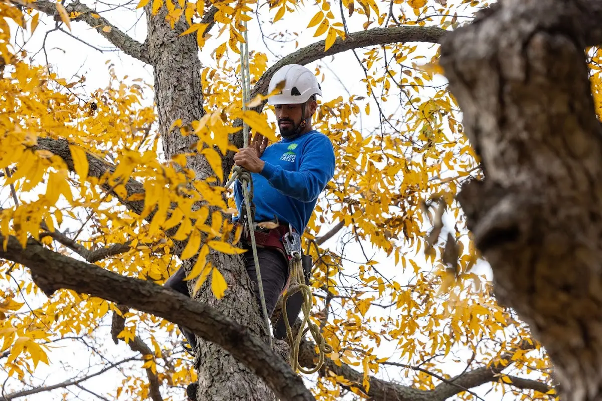 Skilled Tree Pruning crew working in Calpella