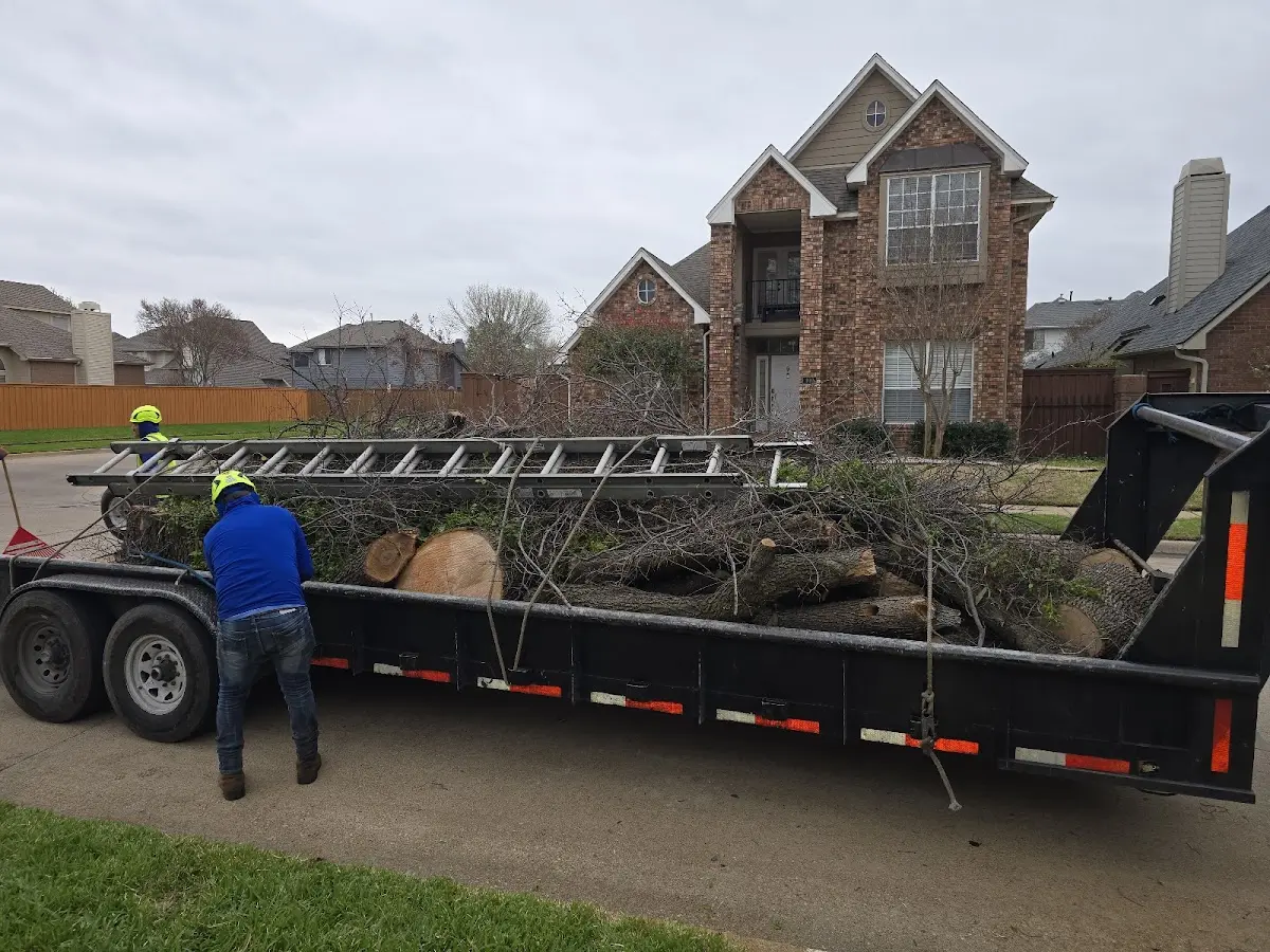 Expert Tree Removal with proper safety equipment in Calpella